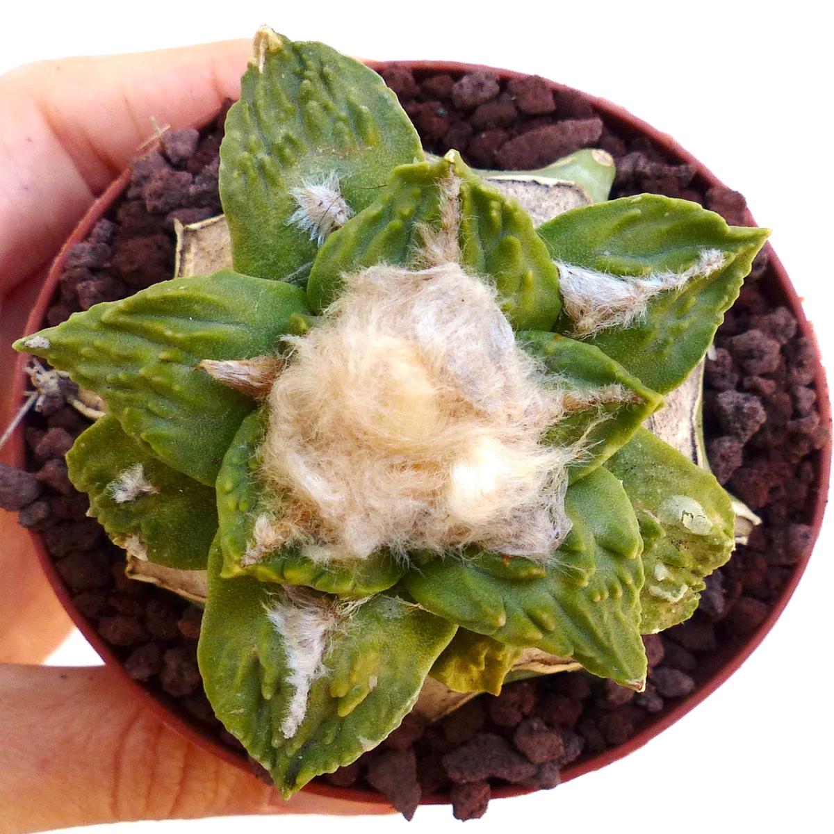 Ariocarpus retusus 'Green Star' X Cauliflower LNA SEEDS