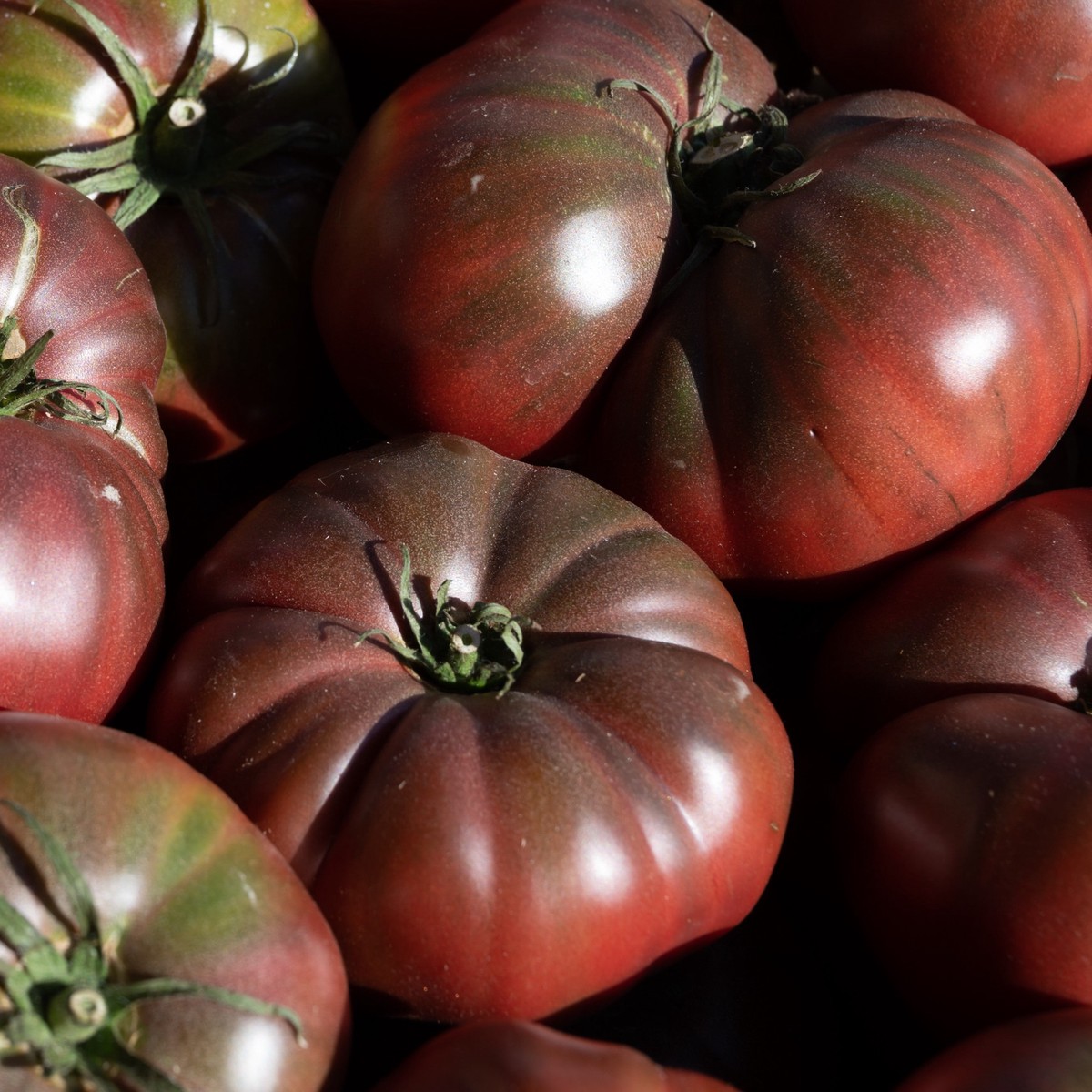 Brown Tomato 'Cappucino'