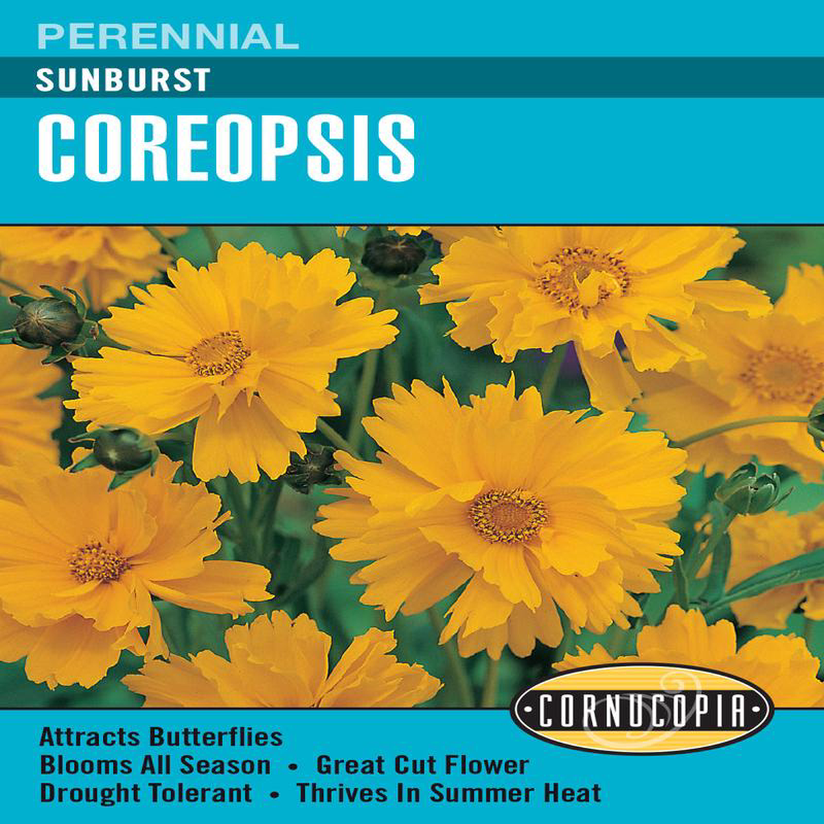 Coreopsis Sunburst 8211 Cornucopia Seeds
