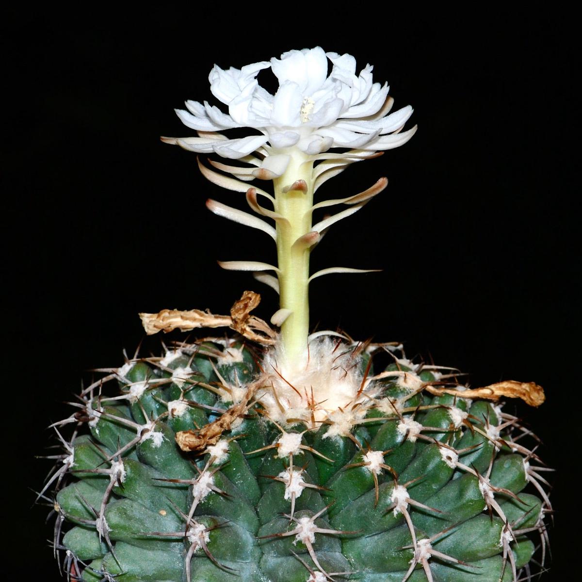 Discocactus magnimammus HU324 SEEDS