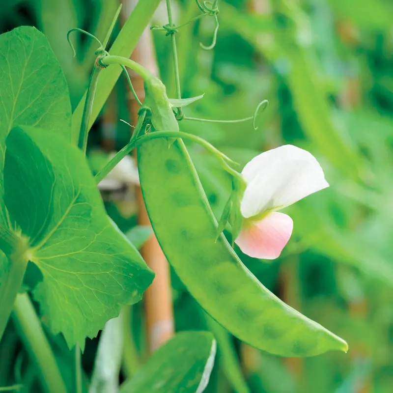 Dwarf White Sugar Snow Pea Seeds