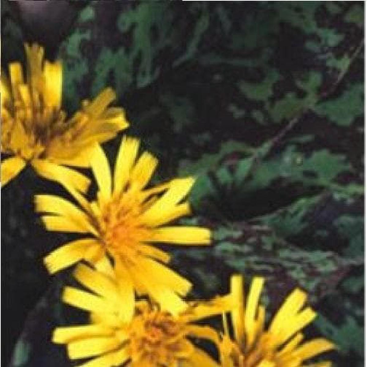 Hieracium Chocolate Dip Seeds