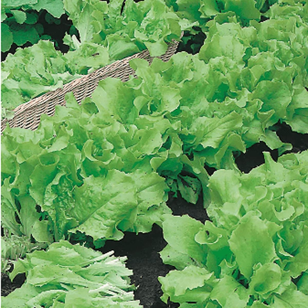 Lettuce Grand Rapids Seed Tape - Mr. Fothergill's Seeds