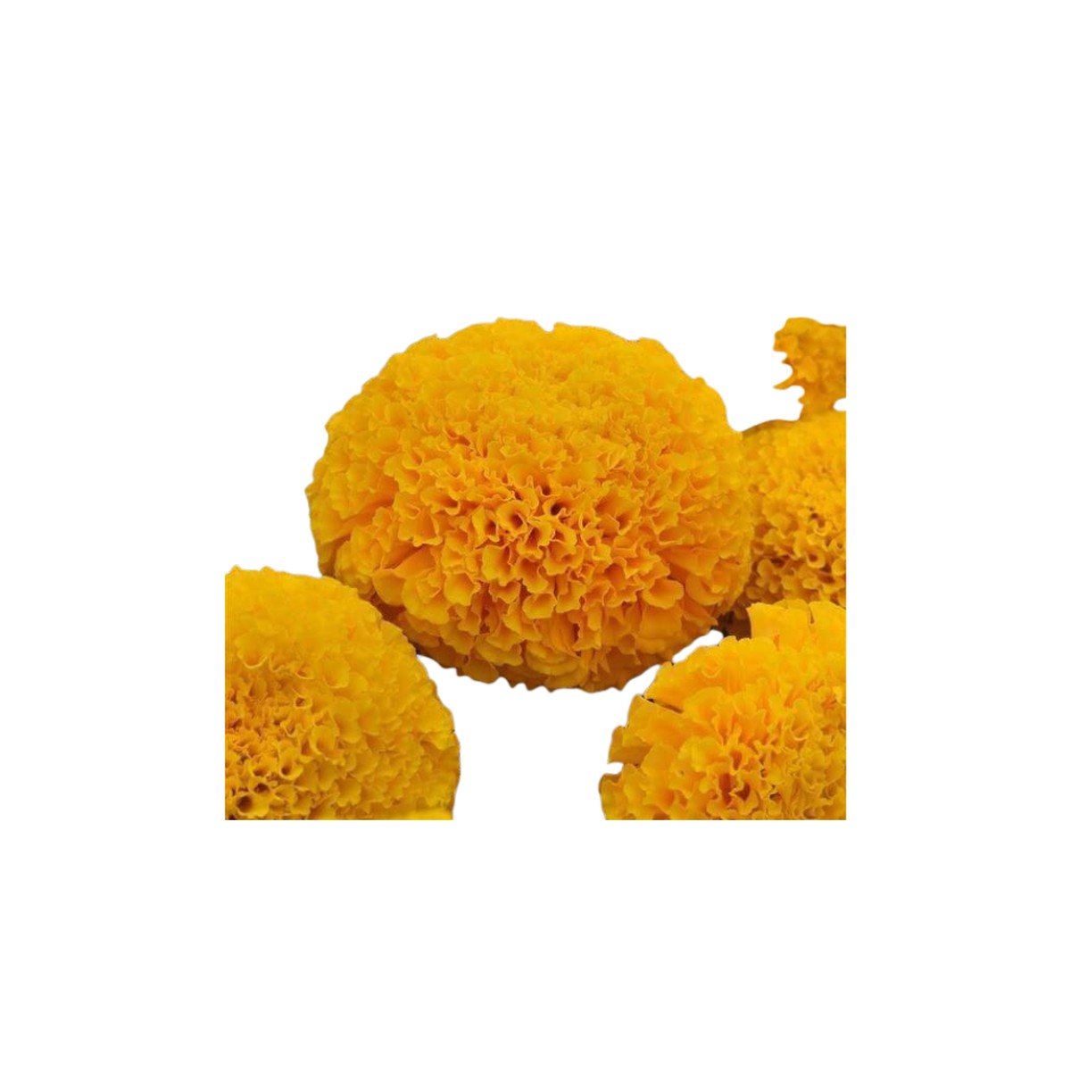 Marvel II Gold Marigold Hybrid Seeds | OSC Seeds