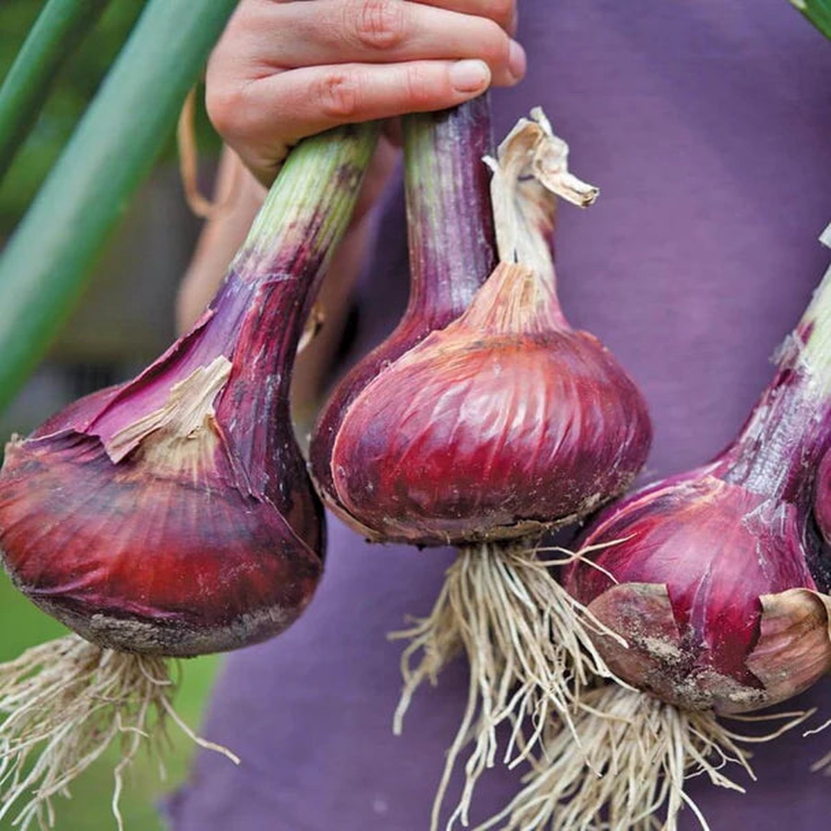 Onions - Redwing (Coated)
