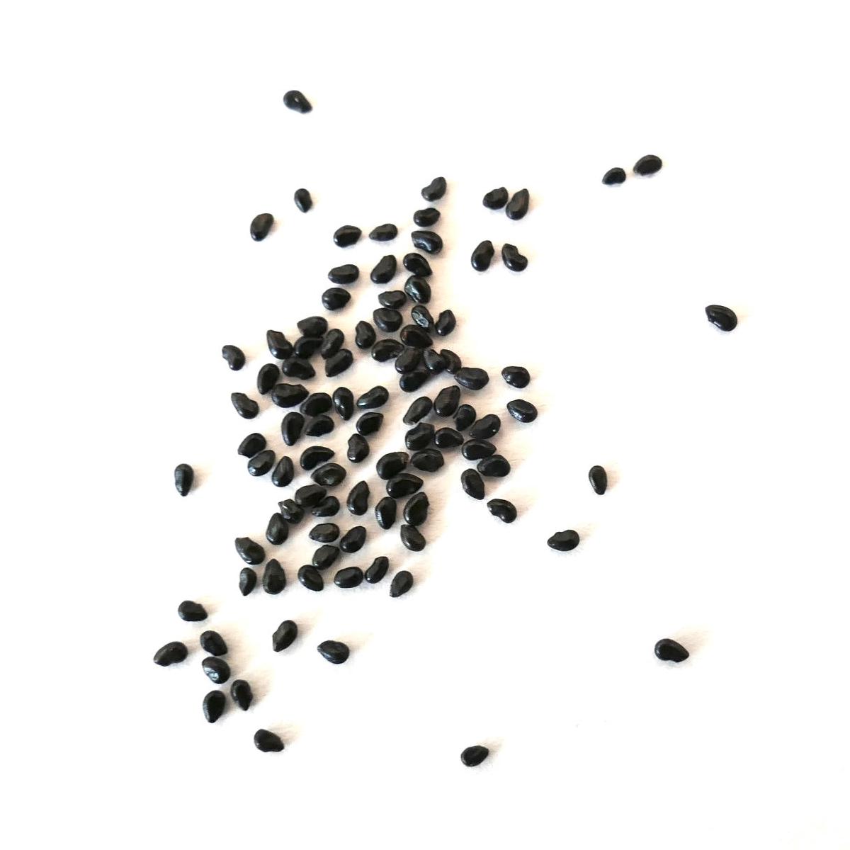 Pilosocereus odilensis SEEDS - 100 Seeds