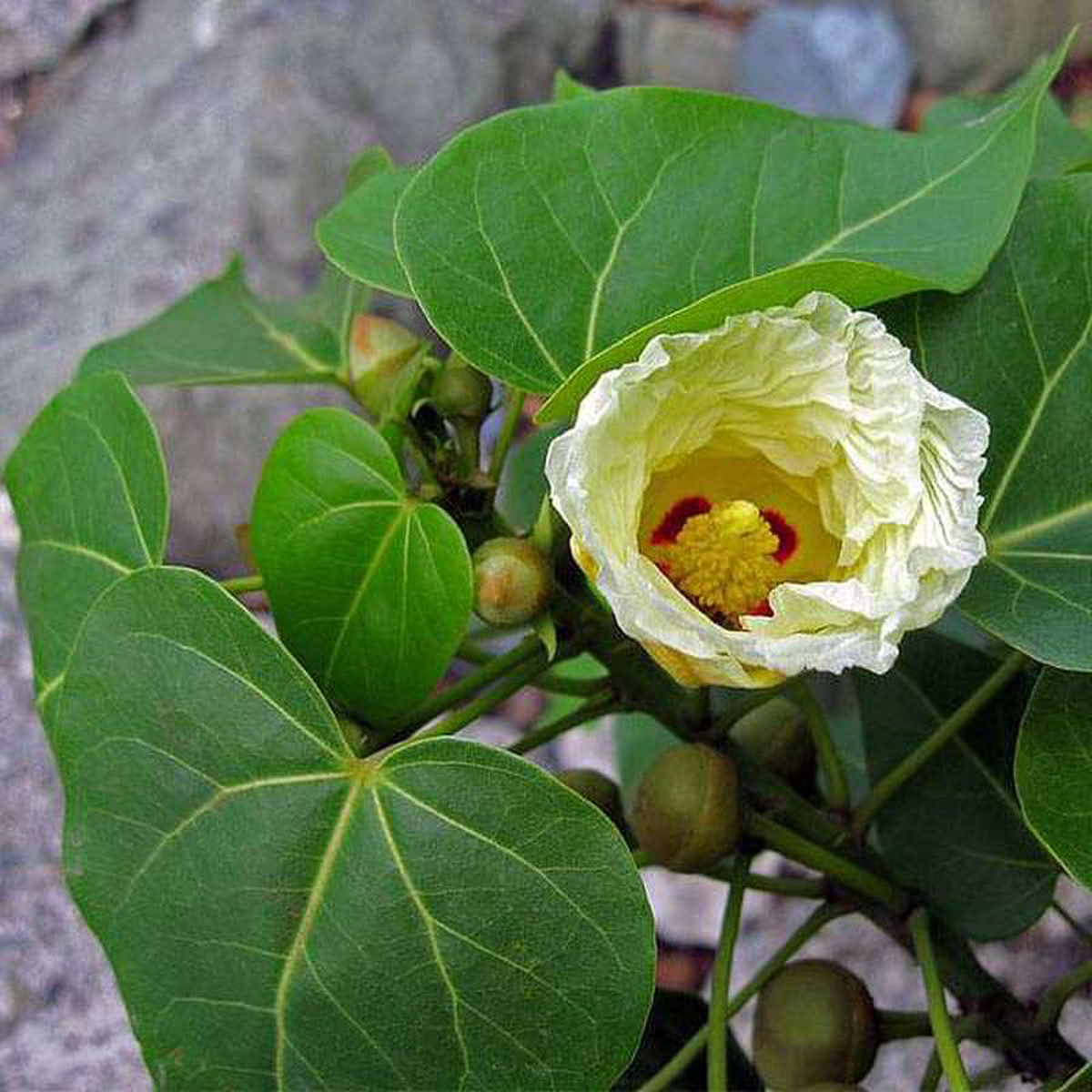 Thespesia Populnea Portia Tree 8211 05 kg Seeds