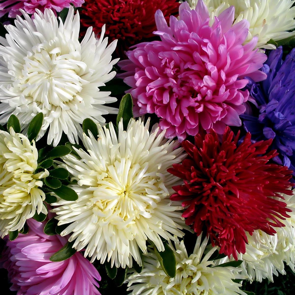 Valkyrie Mix China Aster (Callistephus chinensis)