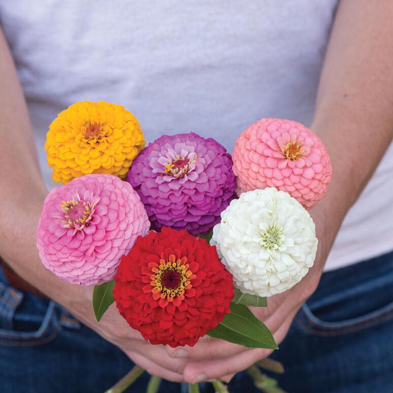 Zinnia Oklahoma Mix Improved Flower | X 50 Seeds