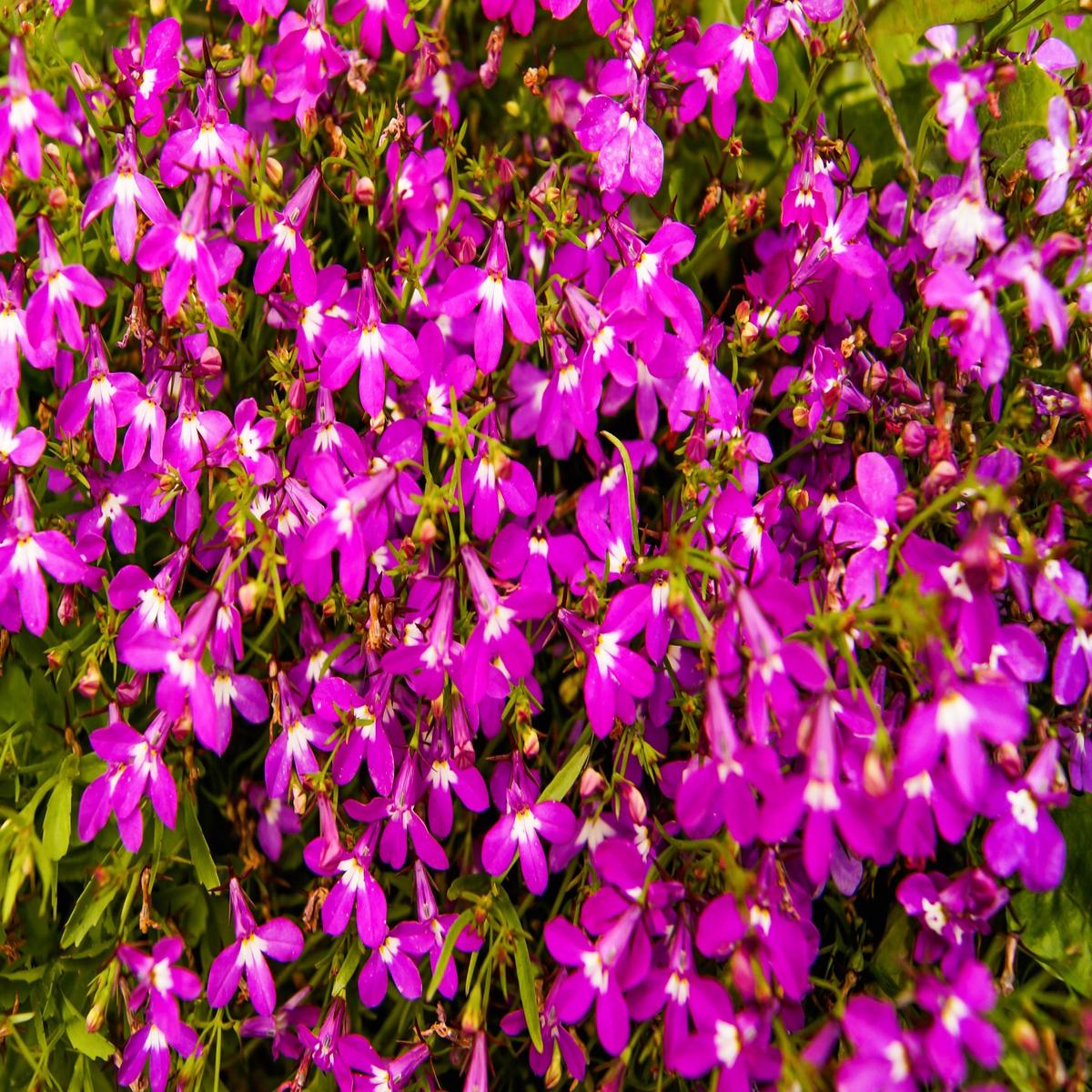 200 MAGENTA PINK LOBELIA Regatta Lobelia Erinus Flower Seeds