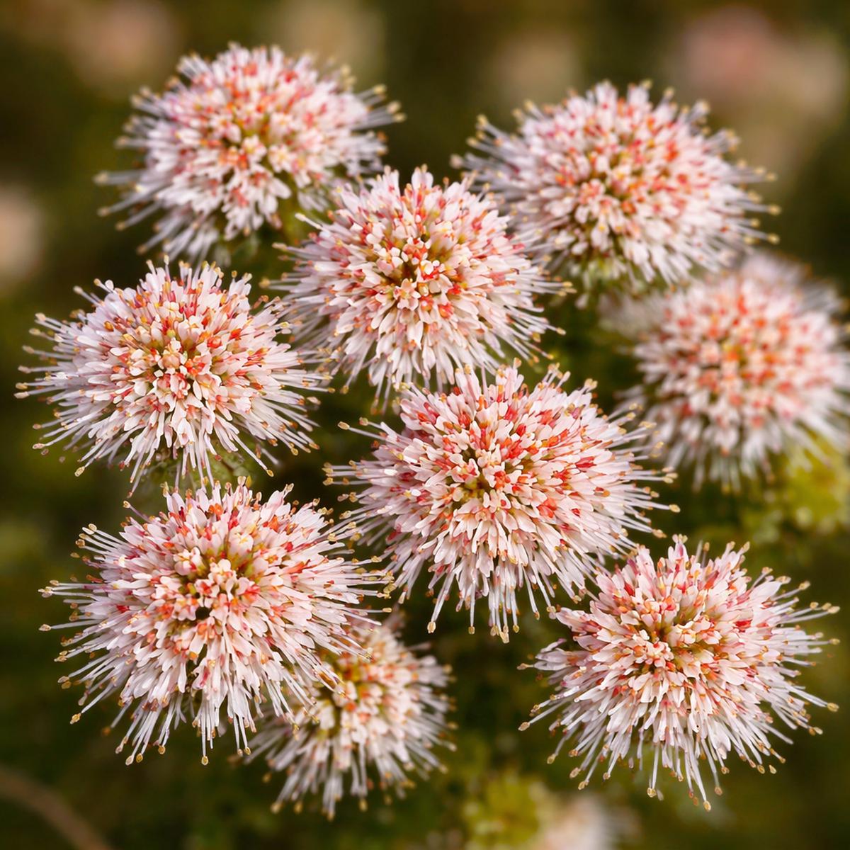 Agathosma ciliaris SEEDS