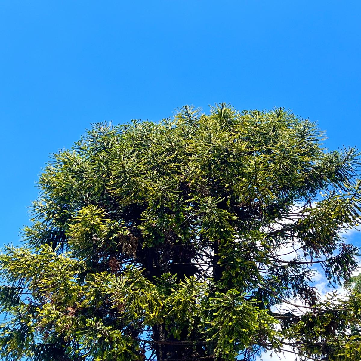 Araucaria bidwillii SEEDS