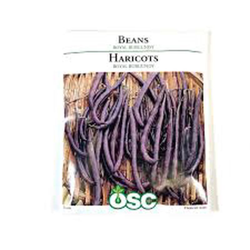 Bean Seed Packets - Royal Burgundy