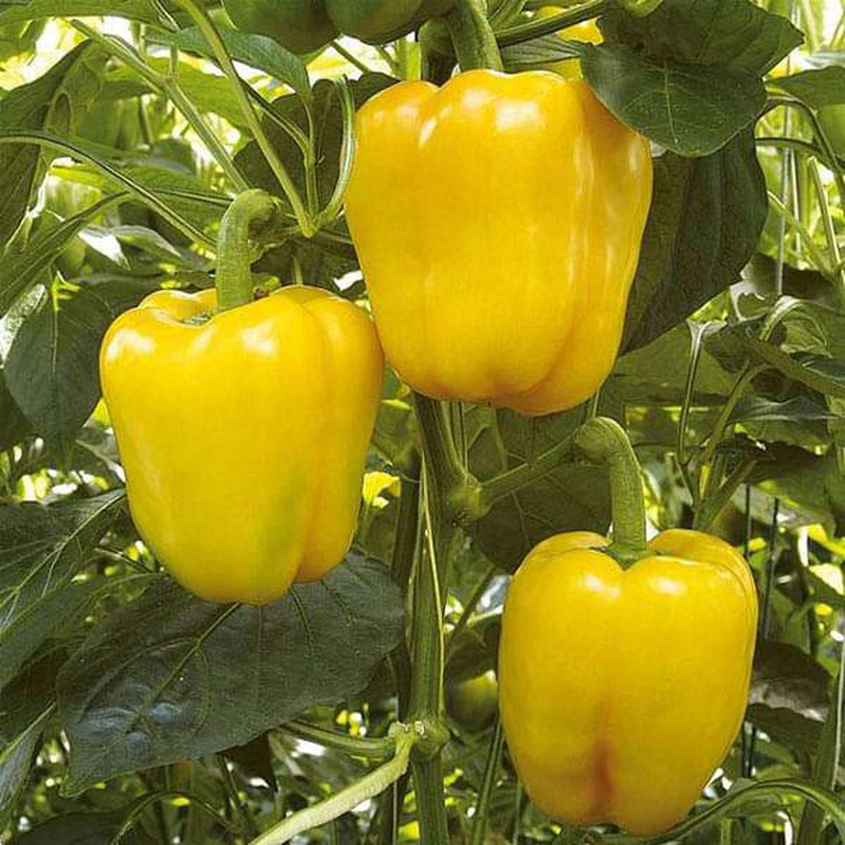 Bellpepper Mini Yellow Imported - Vegetable Seeds - Default Title