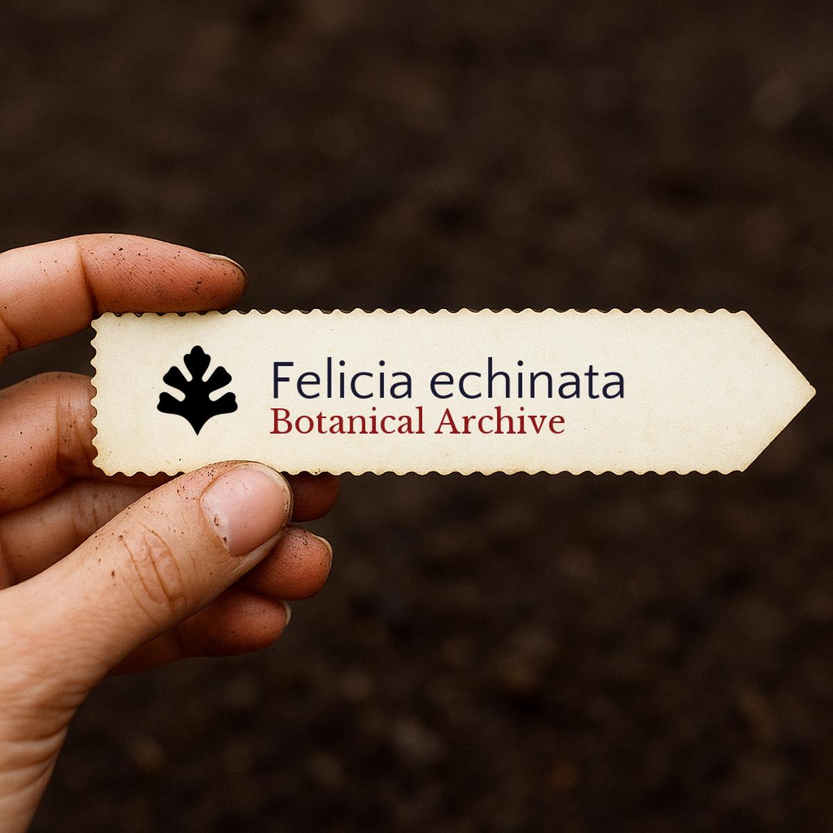 Felicia echinata SEEDS
