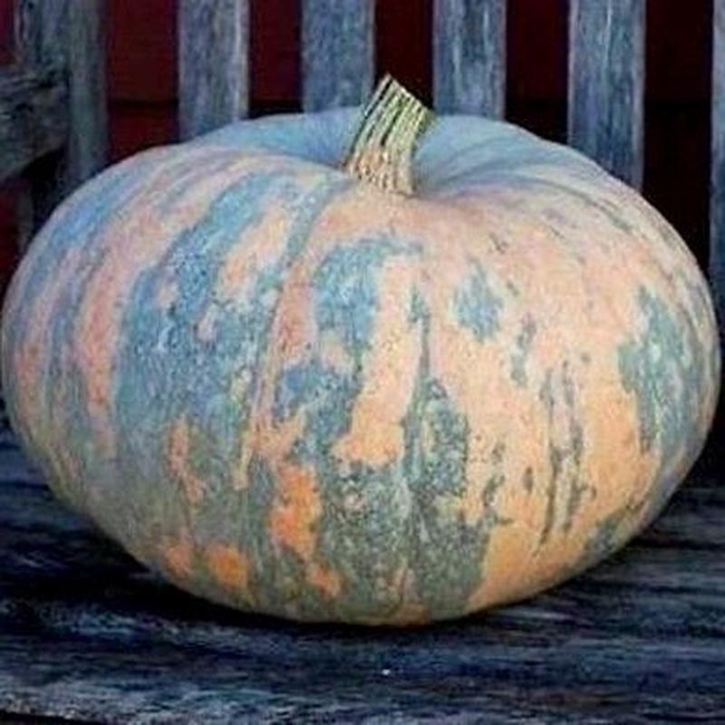 Heirloom, Organic Winter Squash, IRAN Seeds