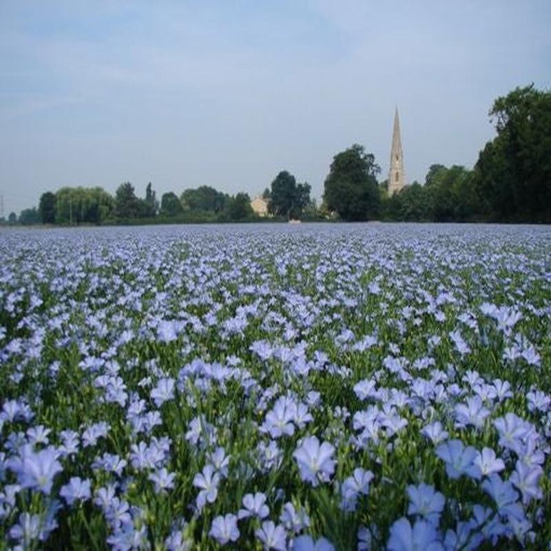 Linseed / Flax - Linseed Linum - Annual Flower - 100 Seeds