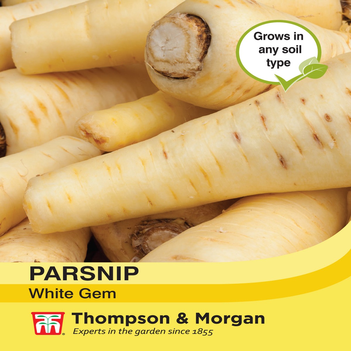 Parsnip White Gem