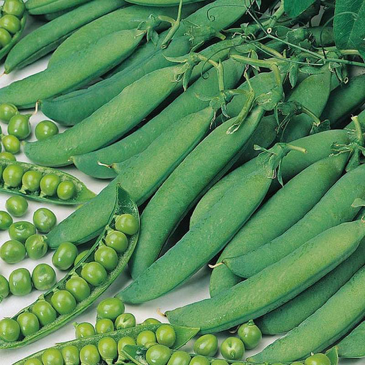 Pea Hurst Greenshaft 8211 Mr Fothergill8217s Seeds