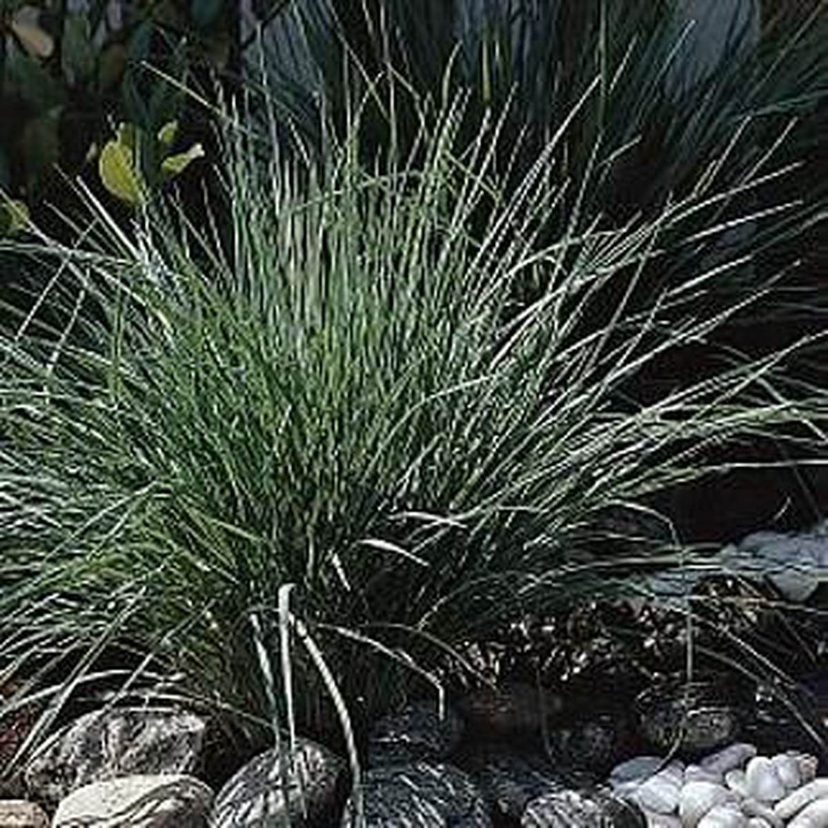 Pink Crystals Ruby Grass 25 Seeds - Rhynchelytrum