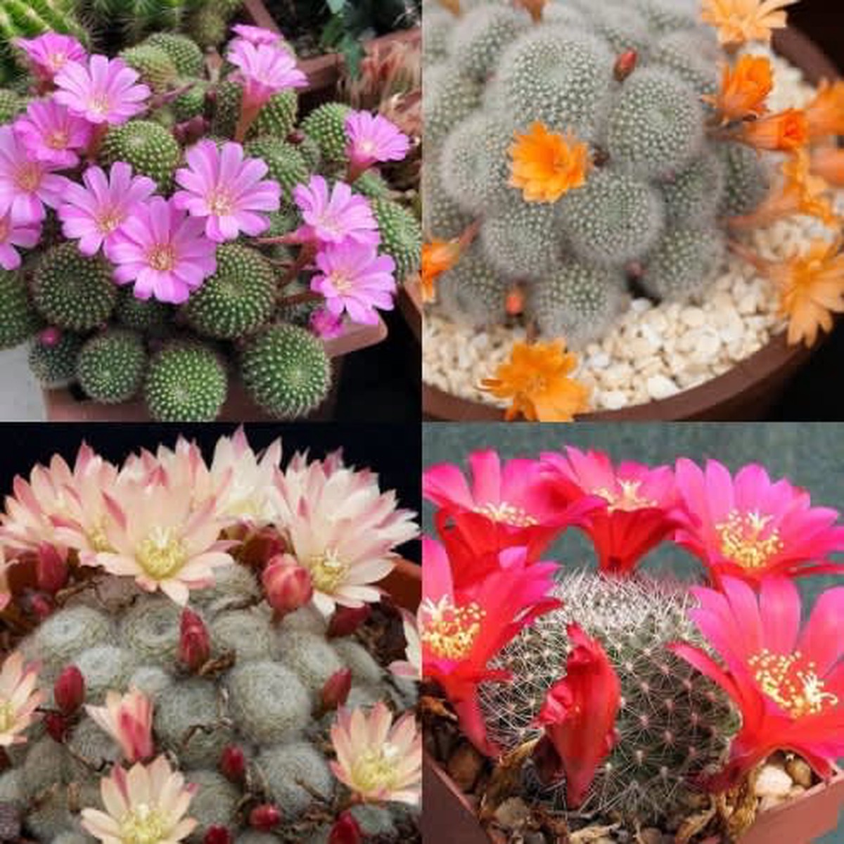 Rebutia mix - Exotic Cacti / Succulent - 10 Seeds