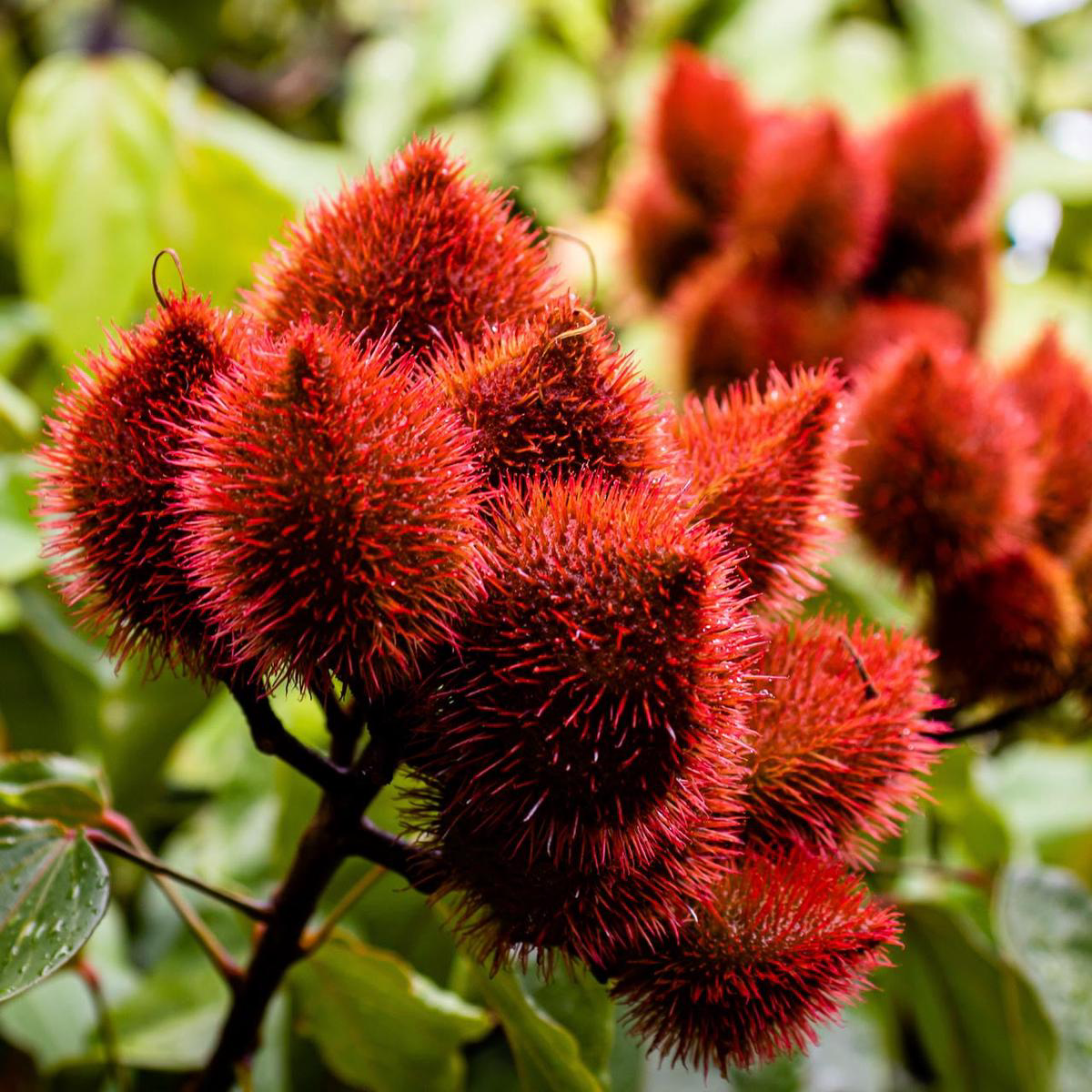 Annatto Perennial