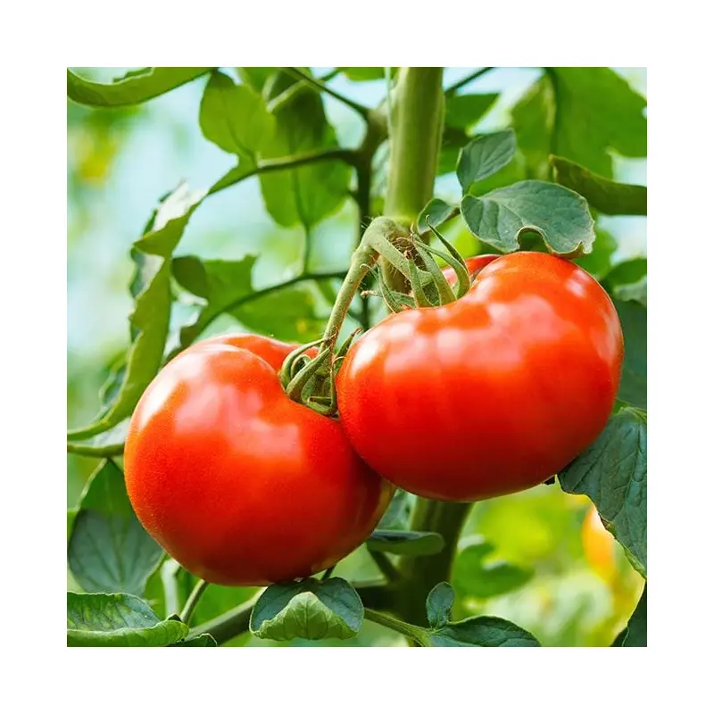 Big Delicious Tomato AKA Red Delicious Tomato Seeds
