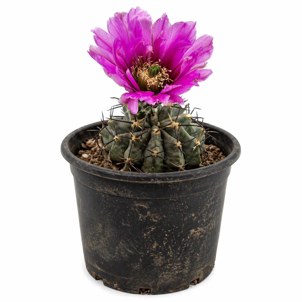 Echinocereus kuenzleri HK267 SEEDS