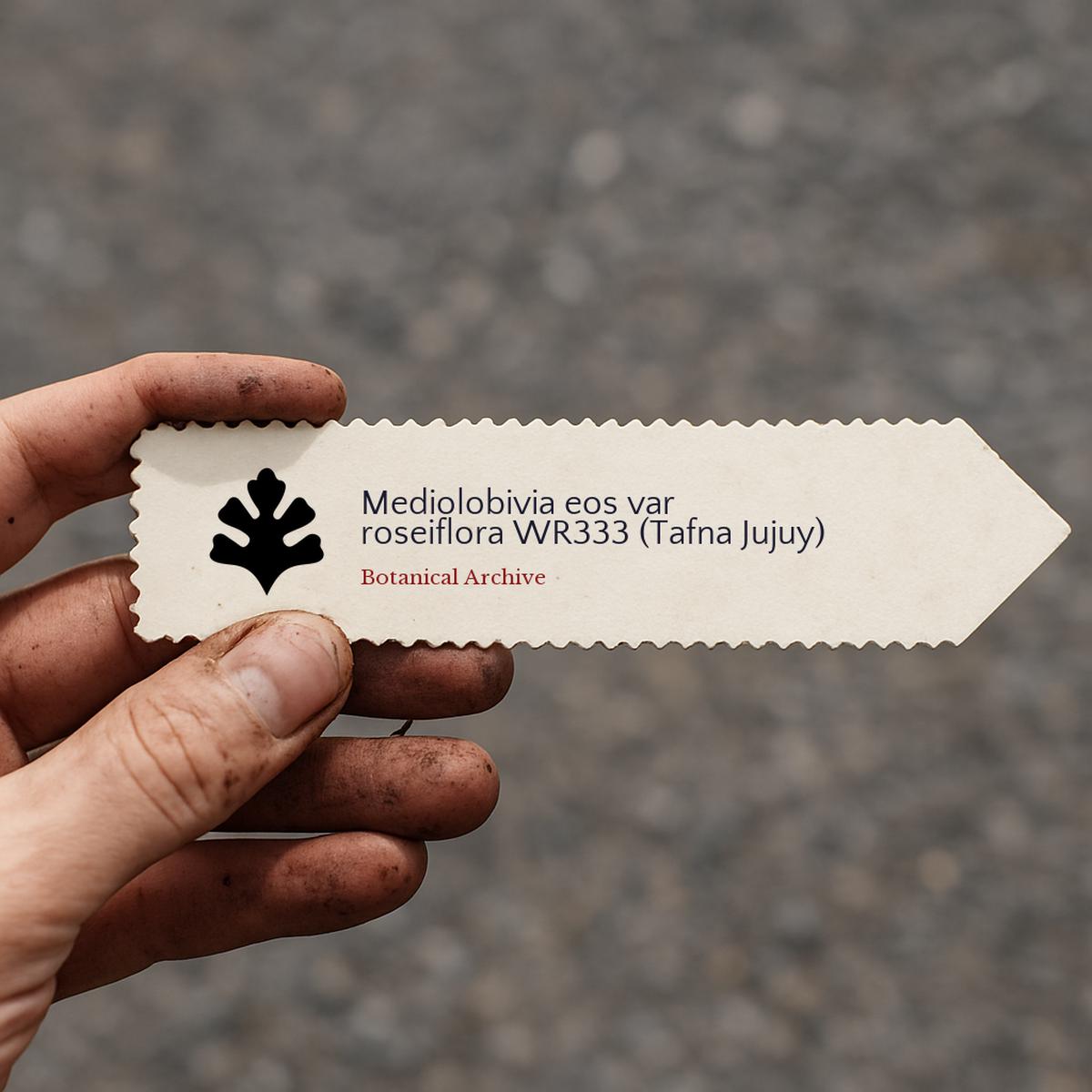 Mediolobivia eos var roseiflora WR333 (Tafna Jujuy) SEEDS