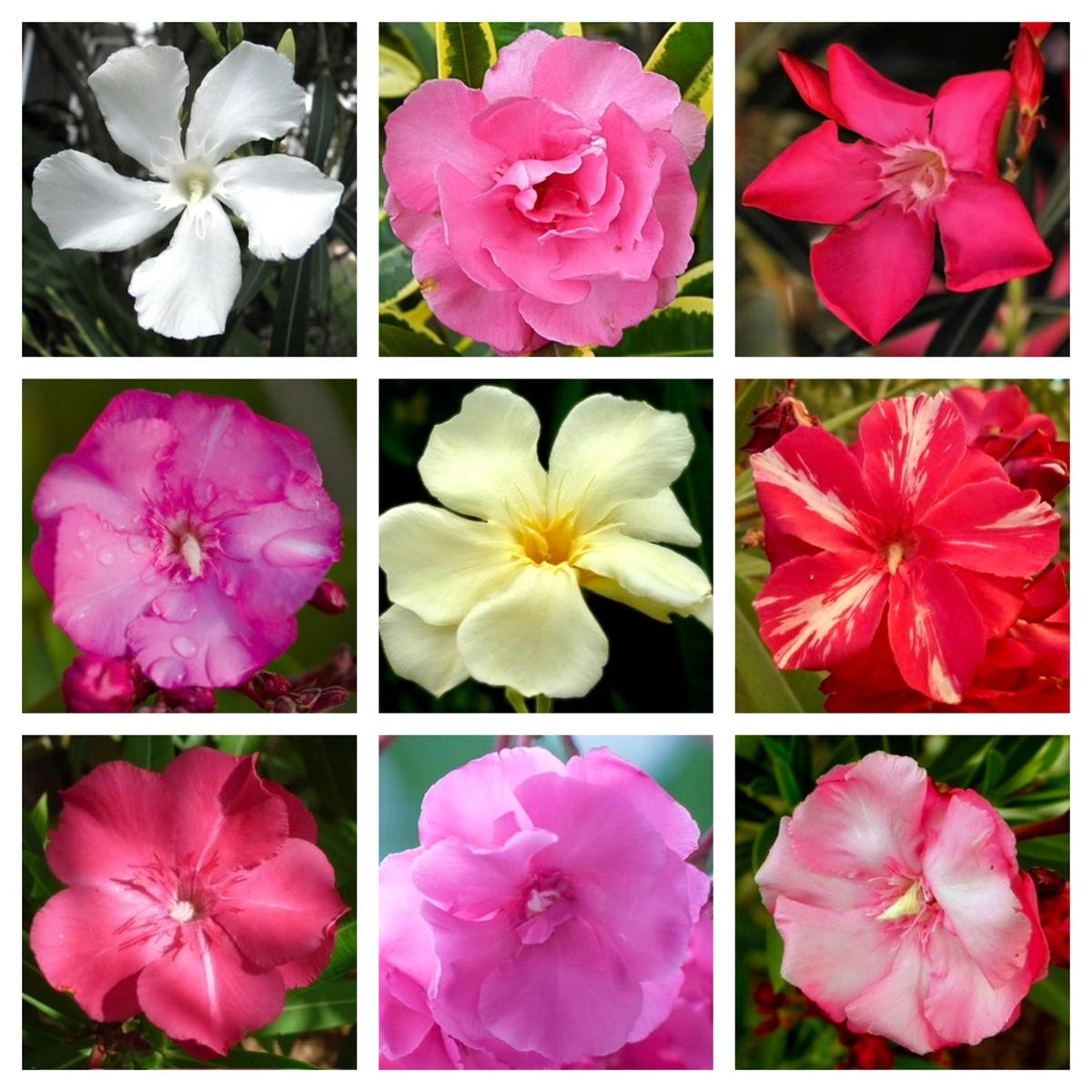 Nerium oleander MIX COLORS SEEDS