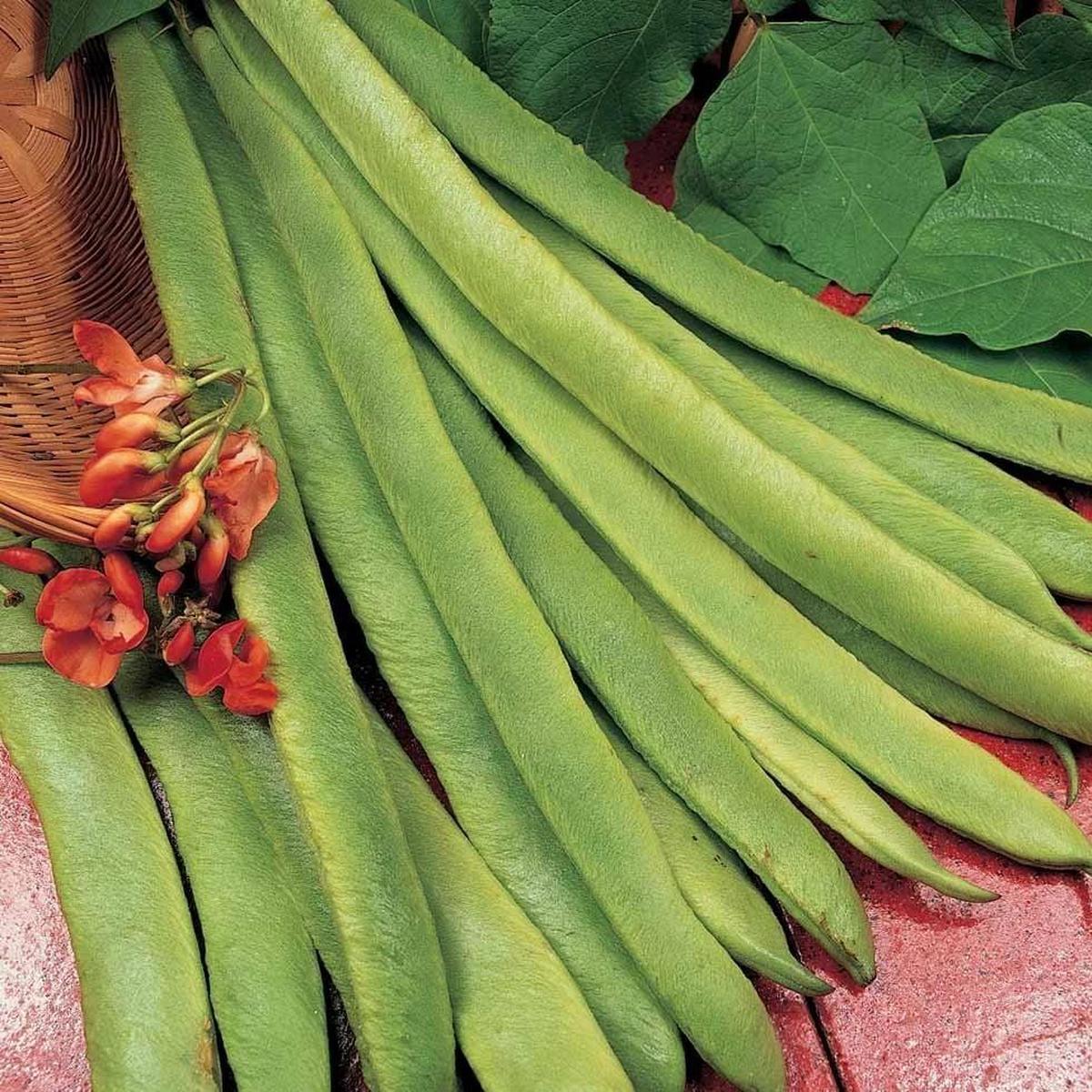 Organic Bean Scarlet Runner - Metchosin Farm Seeds
