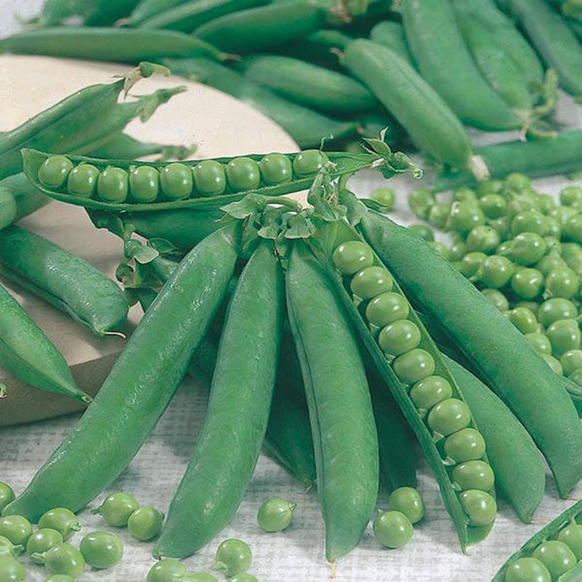 Pea Kelvedon Wonder 8211 Mr Fothergill8217s Seeds