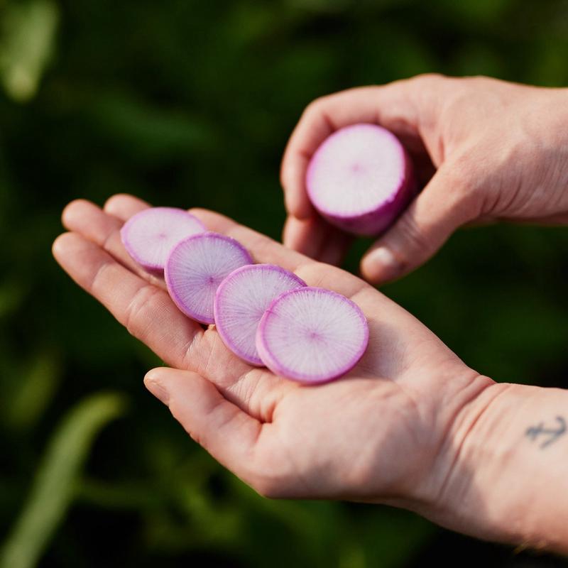 Radish Mini Daikon Purple Vegetable | X 20 Seeds