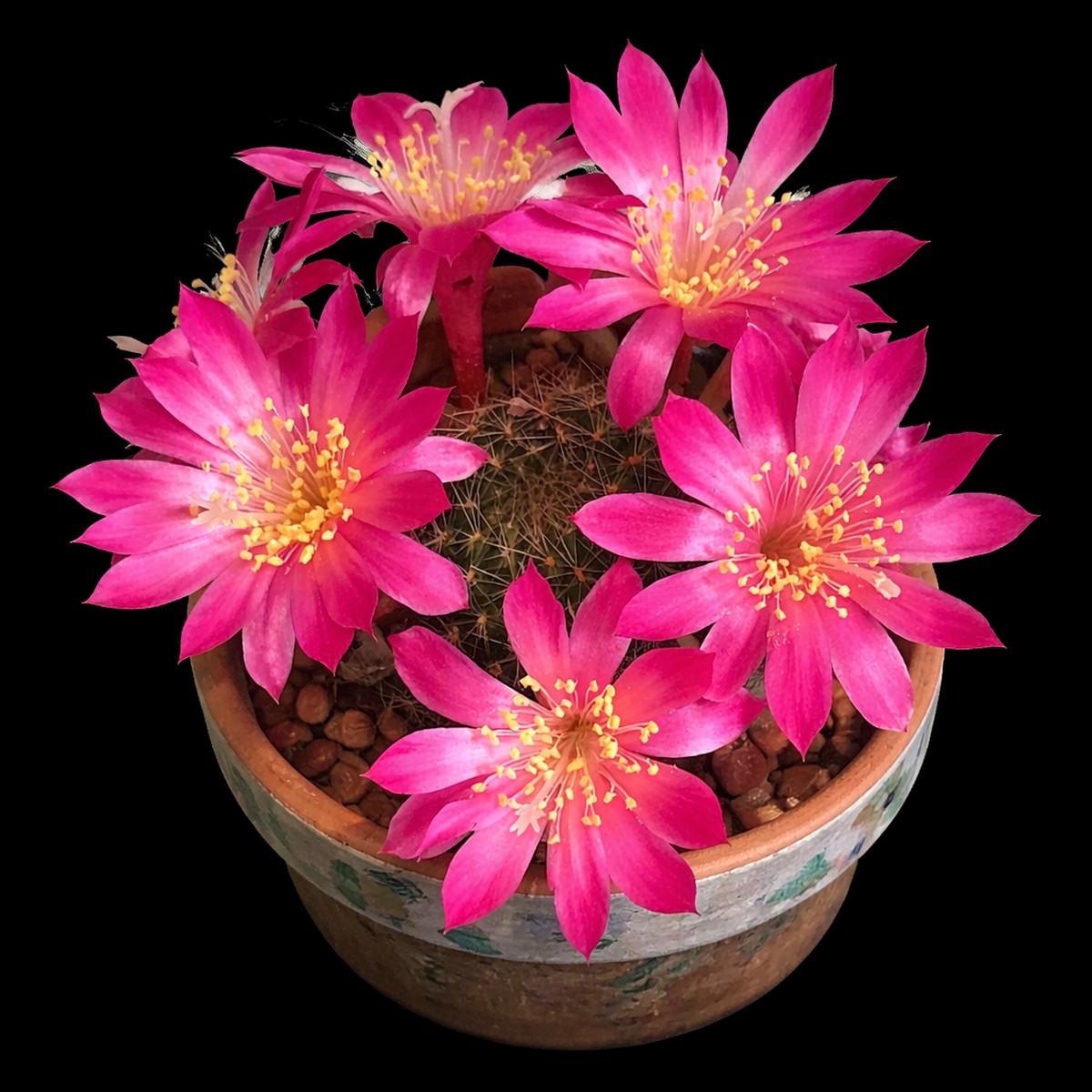 Rebutia violaciflora SEEDS