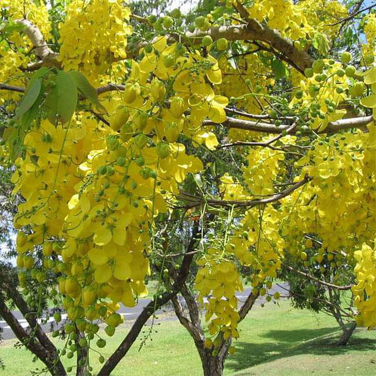 Cassia Fistula, Golden Shower Tree - 0.5 kg Seeds