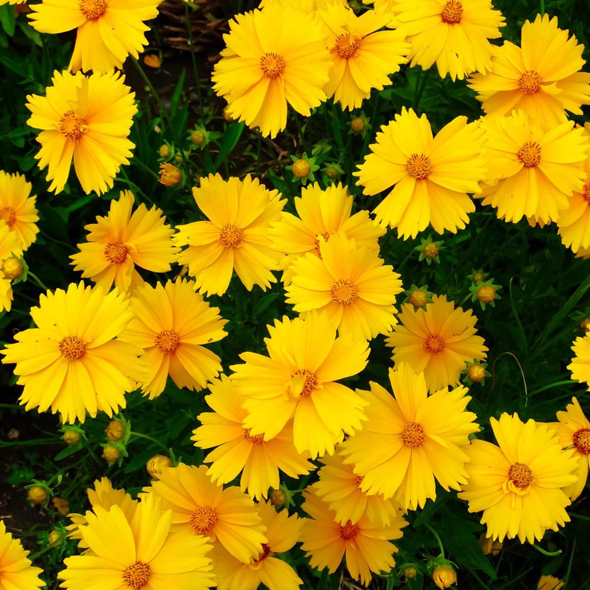Lance Leaf Coreopsis (Coreopsis lanceolata)