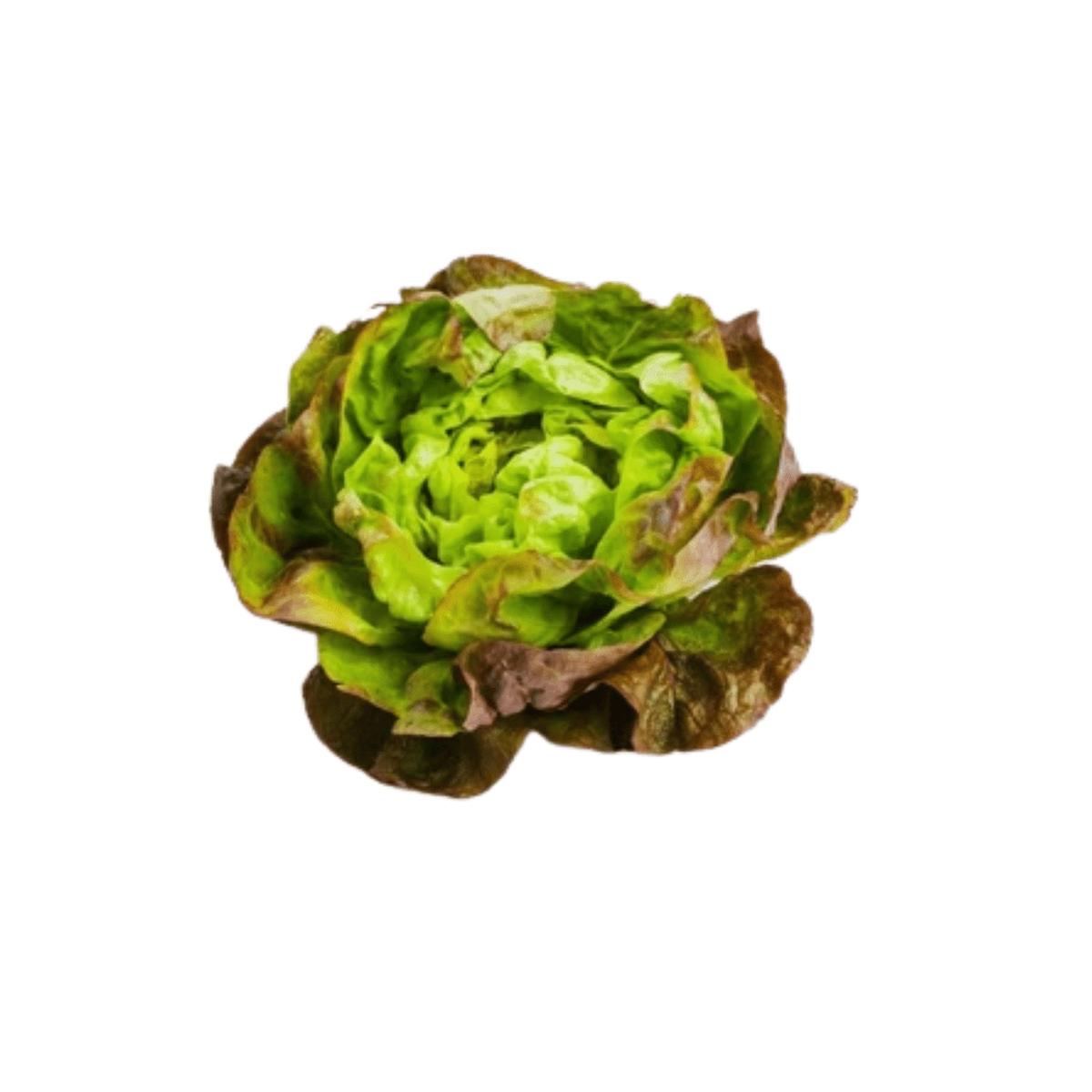 Lettuce Pint Size Iceberg Seeds | OSC Seeds