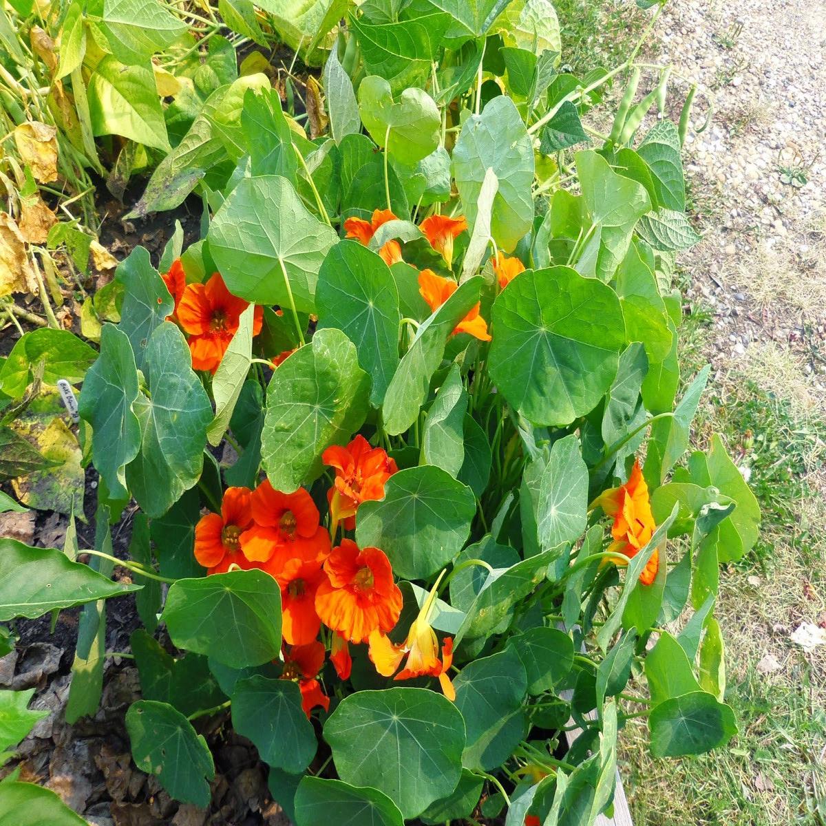 Nasturtium Mix - Salt Spring Seeds