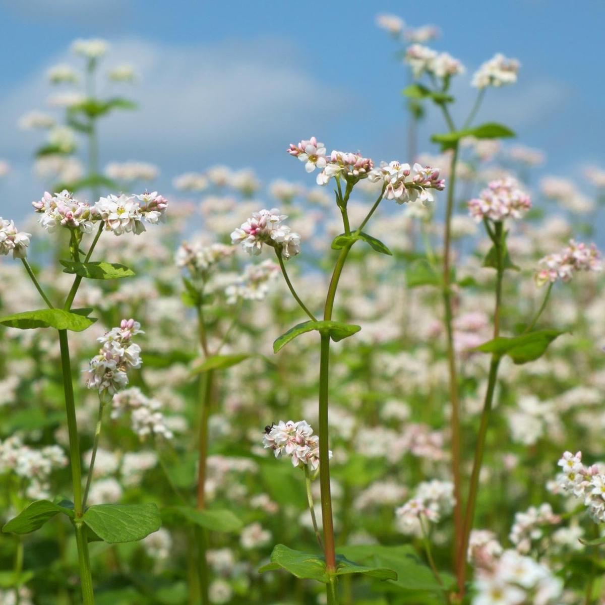 Organic Japanese Buckwheat (Fagopyrum esculentum) 8211 Bulk