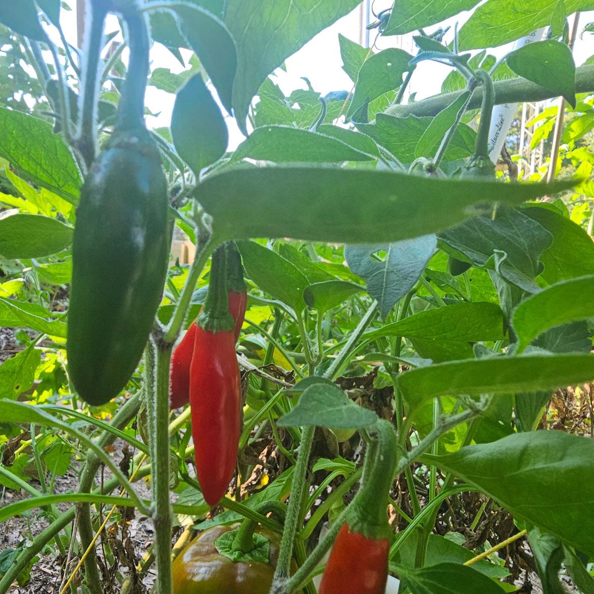 Pepper Joes Serrano Pepper Seeds