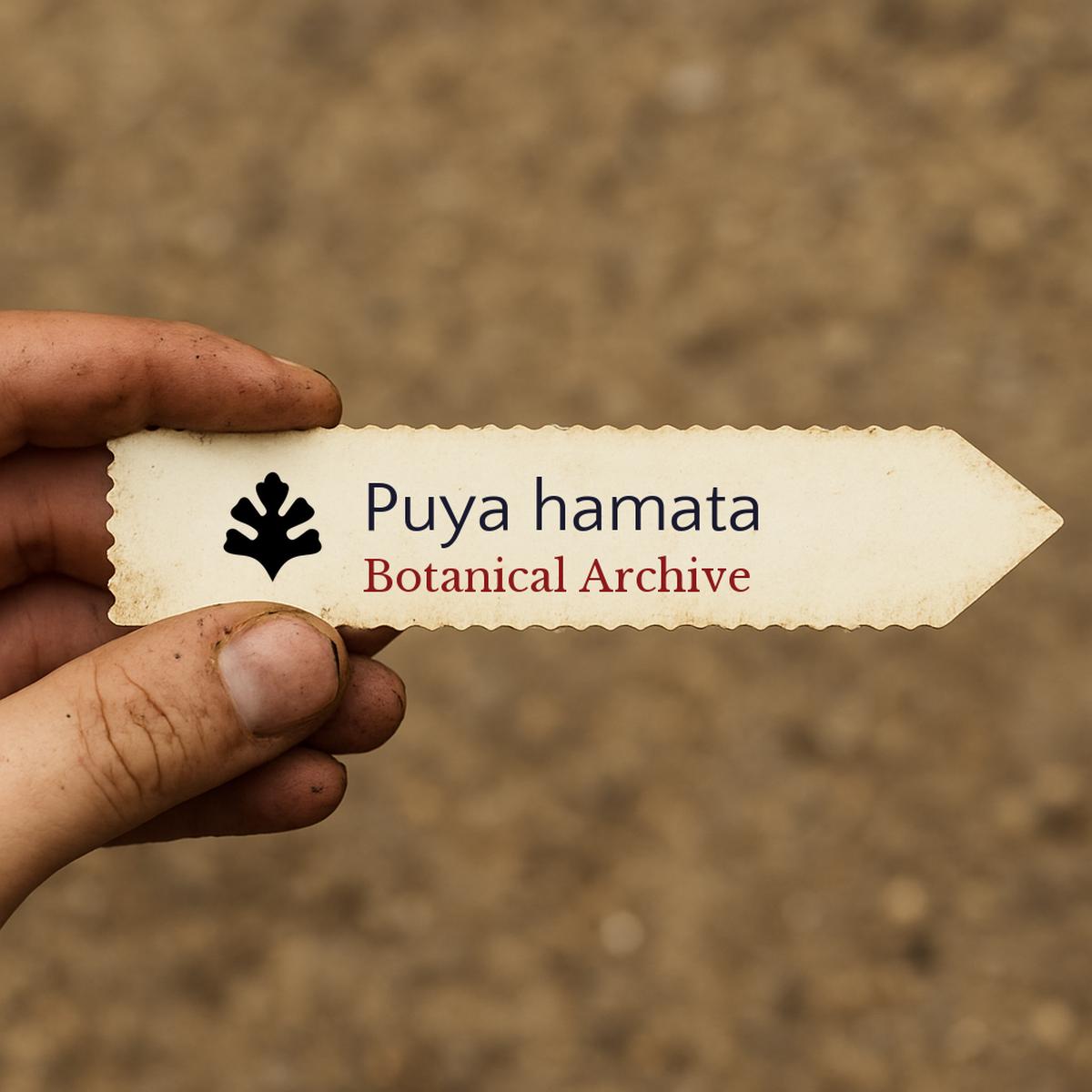 Puya hamata SEEDS