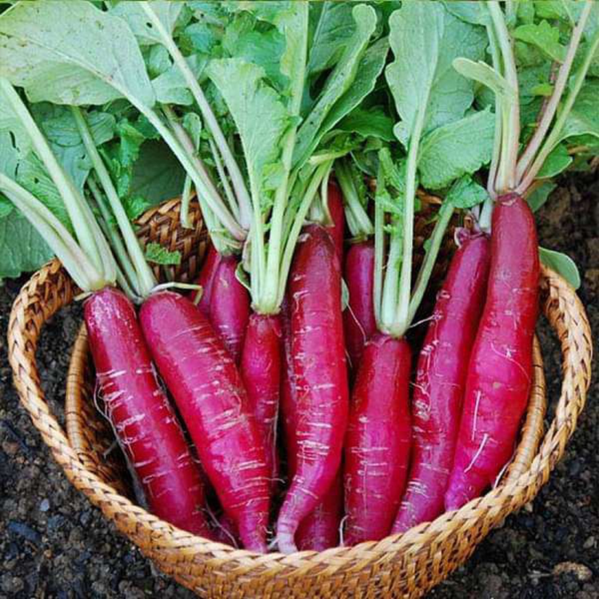 Radish F1 Long Red - Vegetable Seeds
