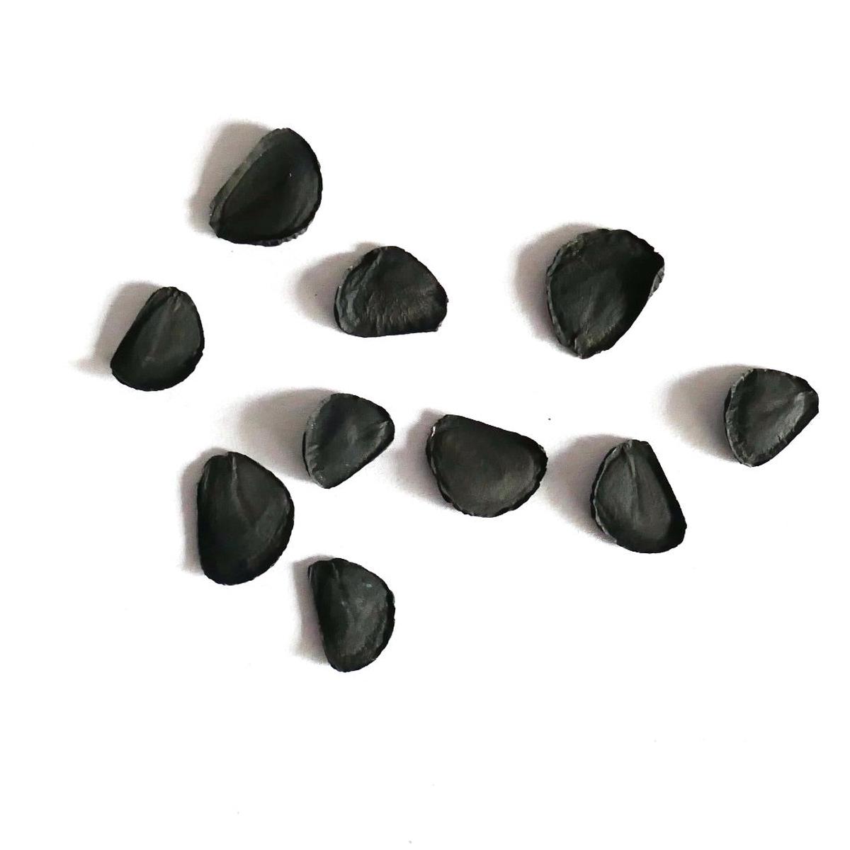 Yucca elata SEEDS - 10 Seeds