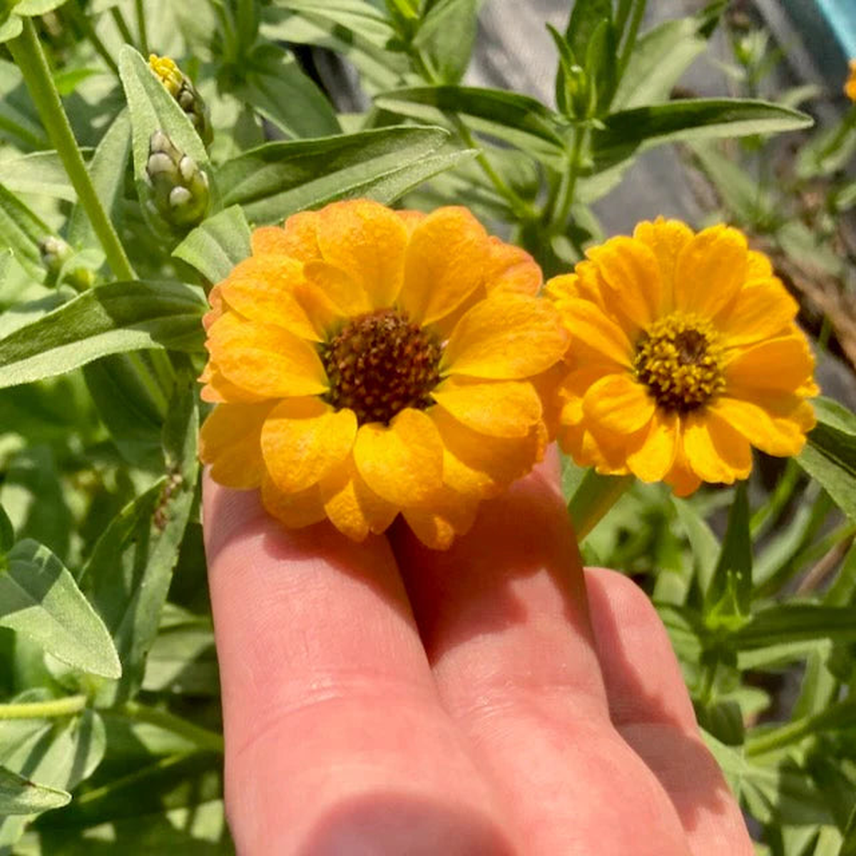 Zinnia, Peruvian Yellow (Certified Organic Seeds)