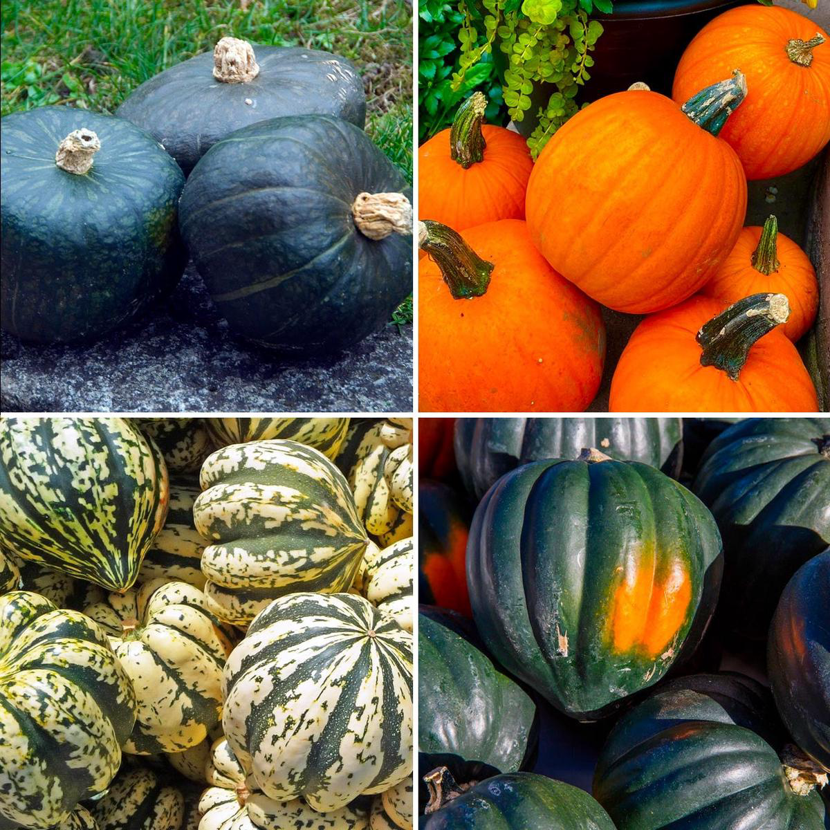Annie8217s Winter Squash Mix 8211 Bulk