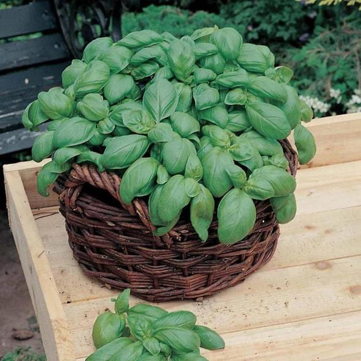 Basil Sweet 8211 Mr Fothergill8217s Seeds