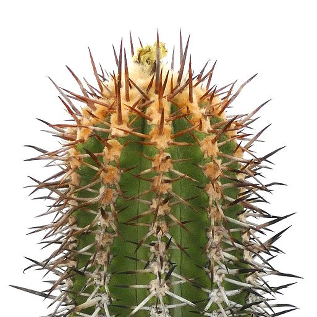Copiapoa marginata SEEDS