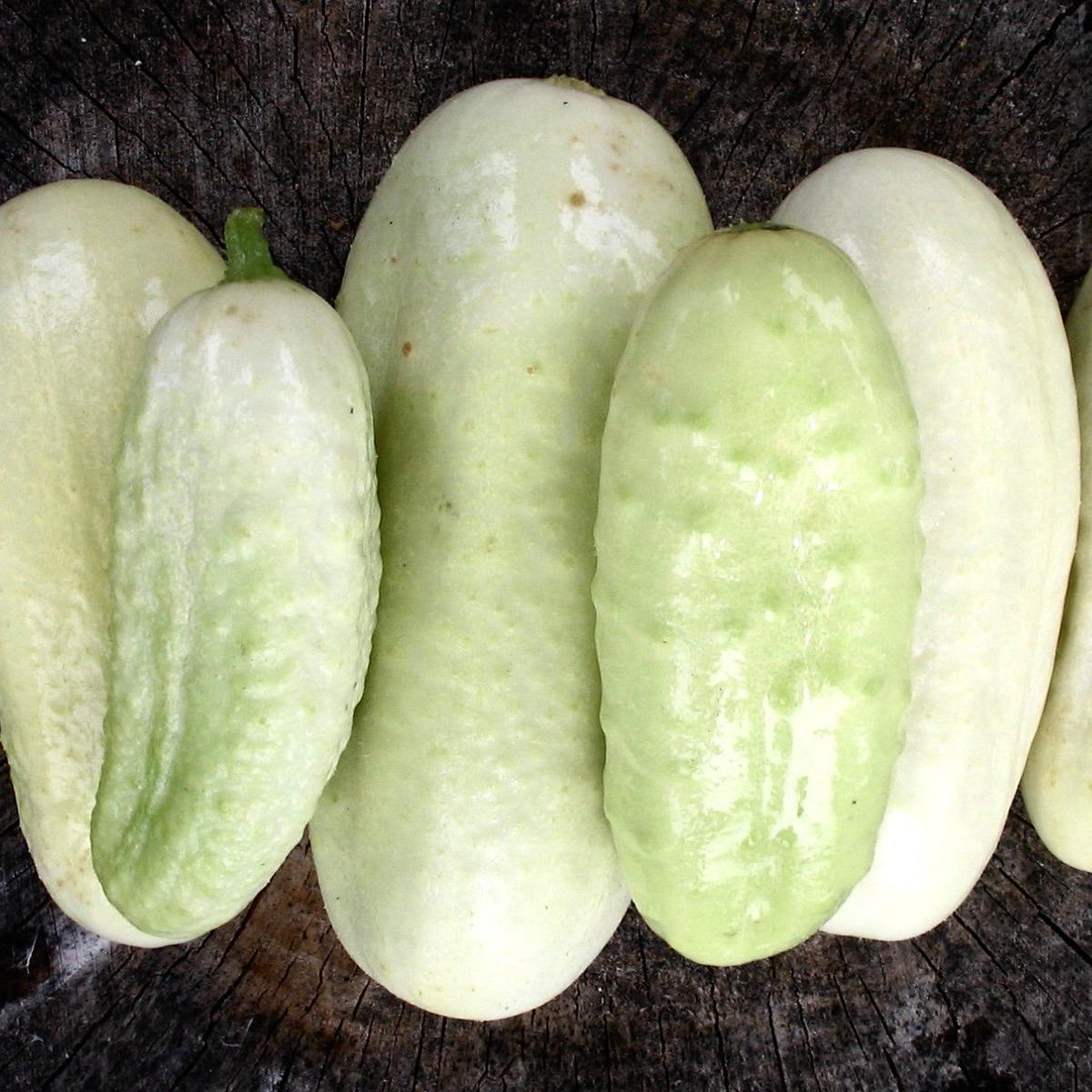 Cucumis sativus var. alba 'White Wonder' SEEDS