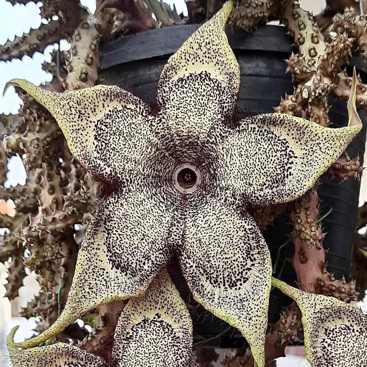 Edithcolea grandis (Sagalla) SEEDS
