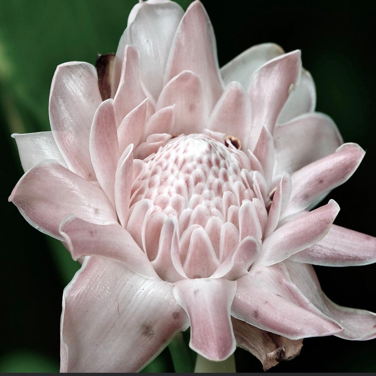 Etlingera elatior WHITE SEEDS